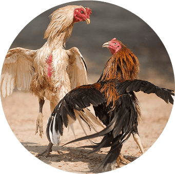 bj66-4-col-img-txt-sec-1