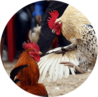 bj66-4-col-img-txt-sec-2