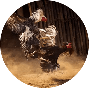 bj66-4-col-img-txt-sec-3