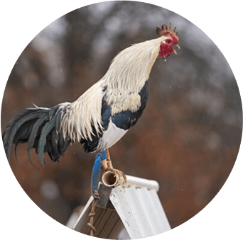 bj66-4-col-img-txt-sec-4