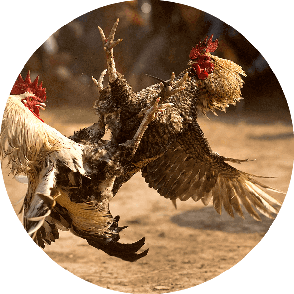 bj66-img-txt-sec-img-left-1